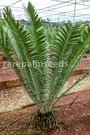 Image result for Encephalartos aplanatus
