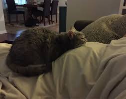 She Comes And Sleeps On My Pregnant Wife Like This Every Night Bebes Coreanos Fotos De Maternidade Barriga De Gravidez