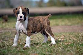 Flashy Brindle Boxer Puppies Boxer Dogs Boxer Puppies Boxer Dog Puppy