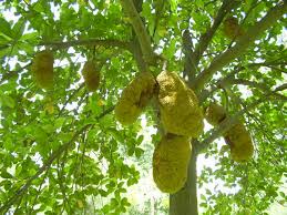 Image result for Artocarpus