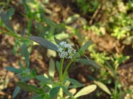 Image result for Spermacoce ruelliae