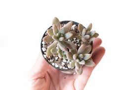 Learn how to prevent stretching and how to fix succulents that are already stretched out. Succulent Leaf Propagation Troubleshooting Q A