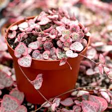 Image result for Ceropegia achtenii