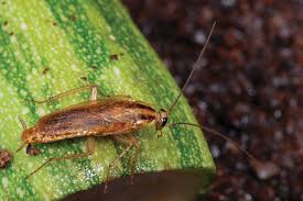 Changes in weather and climate. Battling Pests In Public Housing Northeastern Ipm Center