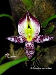 Image result for Bulbophyllum fuscum