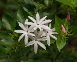 Image result for Jasminum multipartitum