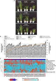 10 questions about shikamaru, answered. Frontiers Novel And Transgressive Salinity Tolerance In Recombinant Inbred Lines Of Rice Created By Physiological Coupling Uncoupling And Network Rewiring Effects Plant Science