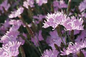 Afternoon shade will be appreciated in regions with hot summers. Here She Grows Bath S Pink Dianthus Is The Perfect No Fuss Perennial