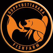 Bettas do not necessarily require a huge, overpriced, complicated filtration system, or a lot of toys. Guppy Betta Kara 79 Photos Pet Supplies