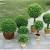 Living Room Indoor Plant Decoration