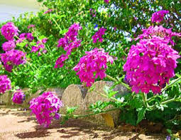 We did not find results for: Verbena Lovetoknow