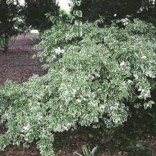 Image result for Duranta erecta