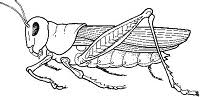 Save your dollars for your business. Grasshopper Anatomy And Dissection