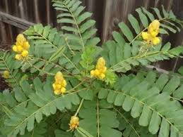Image result for Cassia sieberiana