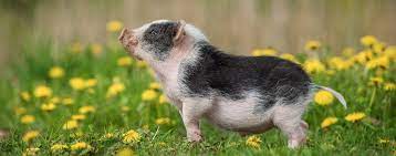 Find great deals on ebay for pet guinea pigs for sale. Miniature Pigs Wynnes Of Dinmore
