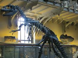 Squelettes De Dinosaures Et De Reptiles Ressources Pour S Amuser Ensemble Squelette Dinosaure Dinosaure Visite Guidee