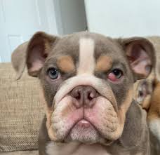 Для просмотра онлайн кликните на видео ⤵. Cherry Eye Surgery Experience Girl Bulldogs