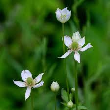 Image result for Aneilema johnstonii