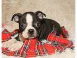 He gets along great with children and other pets. Puppyfinder Com Boston Terrier Puppies Puppies For Sale And Boston Terrier Dogs For Adoption Near Me In Muskegon Michigan Usa Page 1 Displays 10