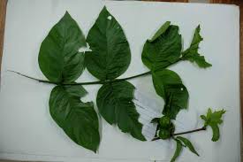 Image result for Acacia fleckii