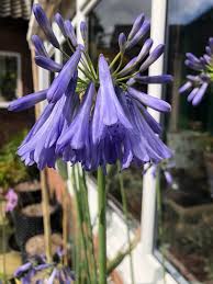 Image result for Agapanthus inapertus