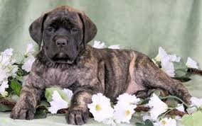 Cerro gordo county, clear lake, ia id: English Mastiff Puppies For Sale For Sale In Philadelphia Pennsylvania Classified Americanlisted Com