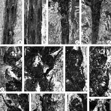 Image result for Aframmi longiradiatum