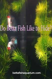 Do Betta Fish Like To Hide Betta Fish Betta Betta Fish Care