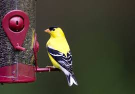 Birds Native To Northeast Ohio Common Backyard Birds Of The Northeastern United States Backyard Birds Feeding Birds In Winter Ohio Birds