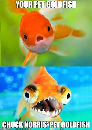 Chuck Norris Pet Goldfish Chuck Norris Chuck Norris Memes Chuck Norris Jokes