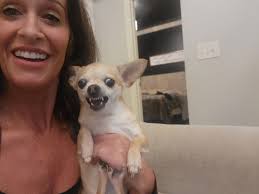 Cute Chihuahua behavior and personality traits