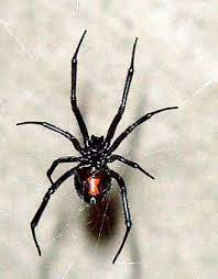 The 10 Most Dangerous Spiders In The World