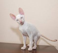 unreal cornish rex devon rex cats cornish rex cat cornish rex