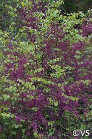 It is found across the american southwest, from california to utah and arizona. Cercis Occidentalis California Flora Nursery