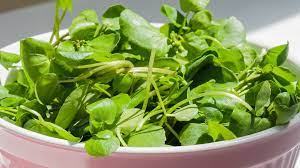 Check spelling or type a new query. Plant Power The 10 Veggies With The Most Protein