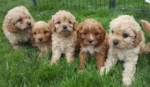 Cavoodles for sale cost between $3000 and $7000 for a cavoodle puppy. Cavoodles Kruizen Kennels