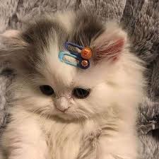 She Cannot Wait Around To Show Off Her New Barrettes At College Tiktokmemes T In 2020 Cute Baby Cats Cute Baby Animals Cute Cats And Kittens