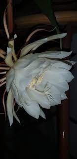 Pin On Night Blooming Flowers Cereus Moon Flowers