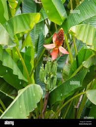 Image result for Musa sp. (Ornamental bananas)