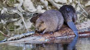 Be afraid of your desires. Un Castor Espece Rare En France Apercu Pres De La Reserve Naturelle A Cambrin