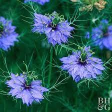 Nigella Will Add Unusual Blue Blooms And Soft Texture To Your Garden Purple Flowers Garden Nigella Plant Nigella