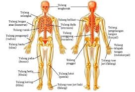 We did not find results for: Sebutkan Dan Jelaskan Bagian Kerangka Manusia Brainly Co Id
