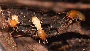 Contact us today for treatments for termites, rodents, bed bugs & more. Termite Control Marietta 1 Ranked Service Free Estimates