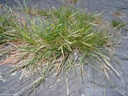 Image result for Eleusine indica