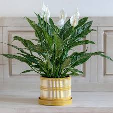 The peace lily plant.an indoor air cleaner glossy foliage and charming lily flower's. 18 Best Types Of Peace Lily Spathiphyllum Varieties