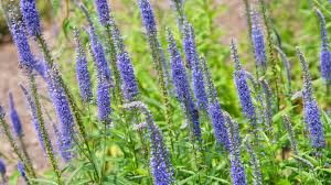 Purple flowers flowers perennials hummingbird garden planting flowers plants purple plants perennials veronica flowers. Spiked Speedwell Veronica Plant Care Growing Guide