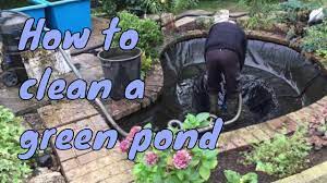 Then add a layer of clean gravel. How To Clean A Green Fish Pond Pond Cleaning Uk Youtube