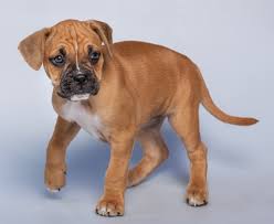 Maybe you would like to learn more about one of these? Boxer Mischling Foto Bild Tiere Haustiere Hunde Bilder Auf Fotocommunity