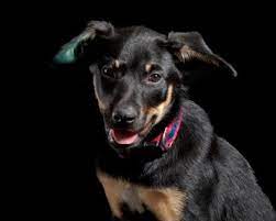Ears Of My Kelpie Health Nutrition Grooming Dogz Online Forums