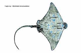 The new zealand eagle ray or australian eagle ray (myliobatis tenuicaudatus) is an eagle ray of the family myliobatidae, found in bays, estuaries, and near rocky reefs around new zealand and southern australia on the inner continental shelf. Rays And Skates Stingray Eagle Ray Skates Other Rajiformes